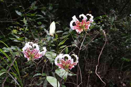 Showy lily(Lilium speciosum)