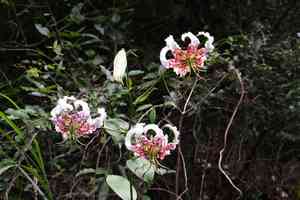 Showy lily(Lilium speciosum)