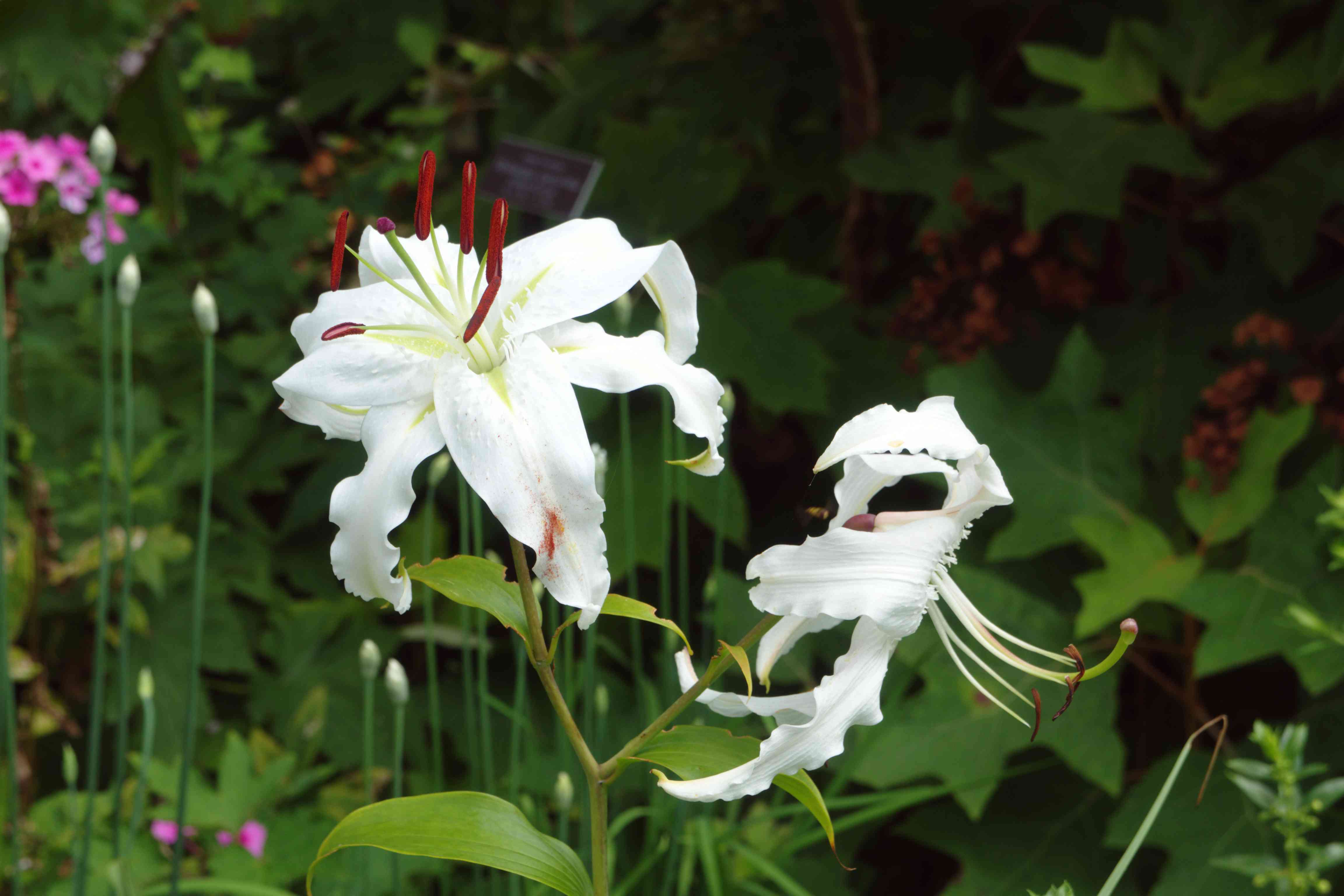Showy lily(Lilium speciosum)