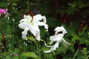 Showy lily(Lilium speciosum)