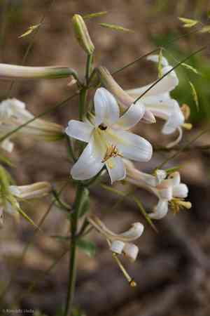 Washington lily(Lilium washingtonianum)