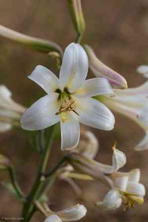 Washington lily(Lilium washingtonianum)