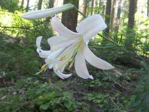 Washington lily(Lilium washingtonianum)