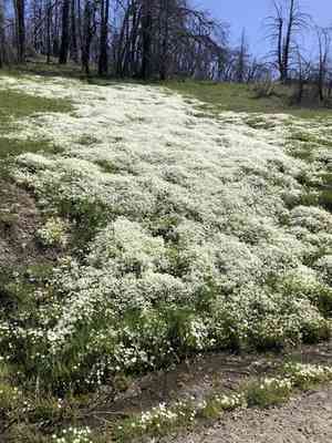 White meadowfoam(Limnanthes alba)