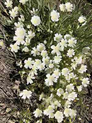White meadowfoam(Limnanthes alba)