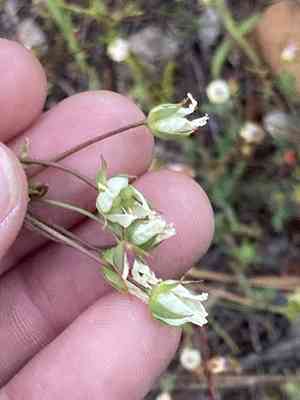 White meadowfoam(Limnanthes alba)