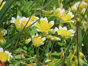 Poached egg plant(Limnanthes douglasii)