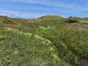 Poached egg plant(Limnanthes douglasii)