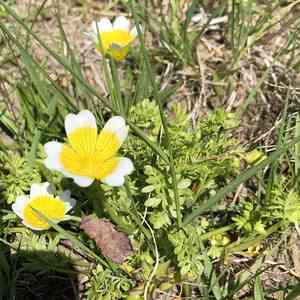 Poached egg plant(Limnanthes douglasii)