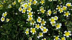 Poached egg plant(Limnanthes douglasii)
