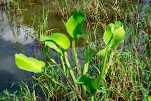 Yellow velvetleaf(Limnocharis flava)