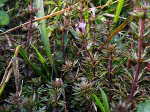 Dwarf ambulia(Limnophila sessiliflora)