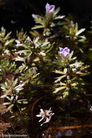 Dwarf ambulia(Limnophila sessiliflora)