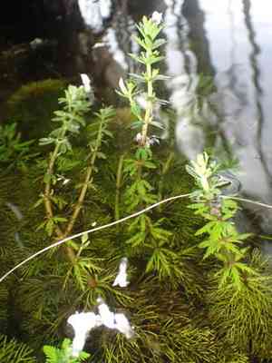 Dwarf ambulia(Limnophila sessiliflora)