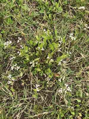 Tansy dogshade(Limnosciadium pinnatum)