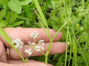 Tansy dogshade(Limnosciadium pinnatum)