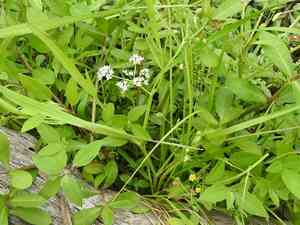 Tansy dogshade(Limnosciadium pinnatum)