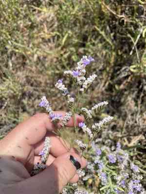 Algerian sea lavender(Limonium ramosissimum)