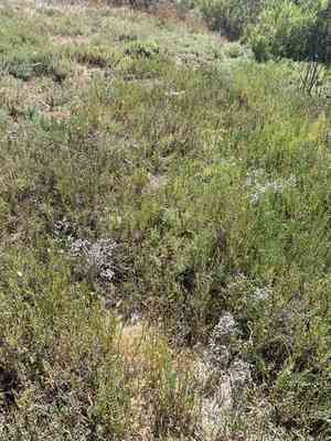 Algerian sea lavender(Limonium ramosissimum)