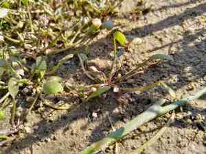 Water mudwort(Limosella aquatica)