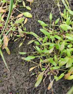 Water mudwort(Limosella aquatica)