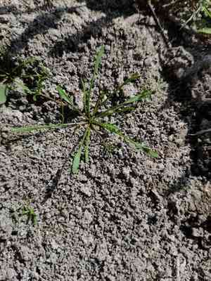 Water mudwort(Limosella aquatica)