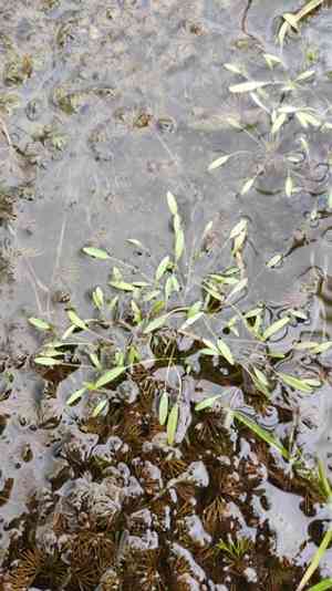 Water mudwort(Limosella aquatica)
