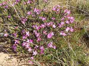 Prickly phlox(Linanthus californicus)