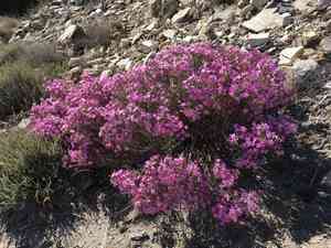Prickly phlox(Linanthus californicus)