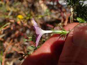 Prickly phlox(Linanthus californicus)