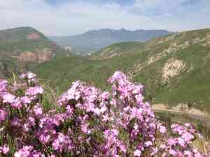 Prickly phlox(Linanthus californicus)