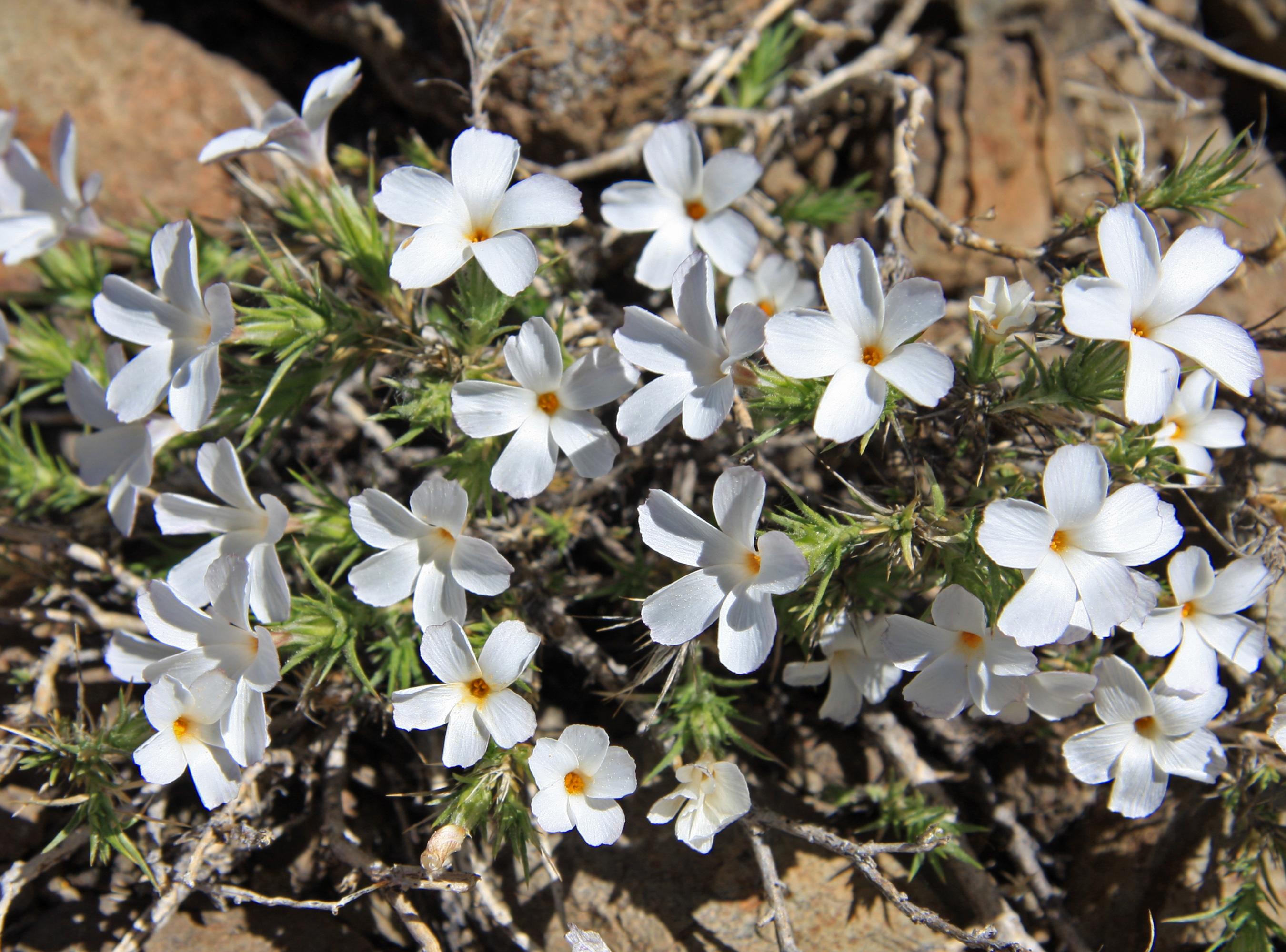 Granite prickly phlox (Linanthus pungens) Care Guide: Pests, Diseases ...