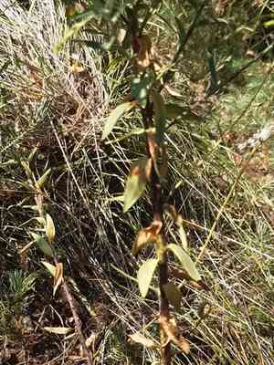 Toadflax(Linaria genistifolia)