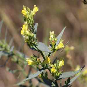 Toadflax(Linaria genistifolia)