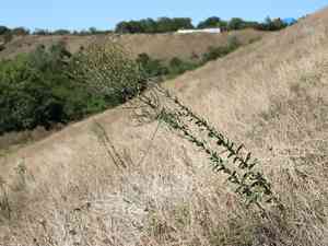 Toadflax(Linaria genistifolia)