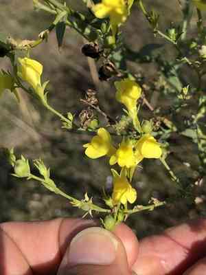 Toadflax(Linaria genistifolia)