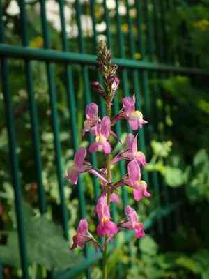 Moroccan toadflax(Linaria maroccana)