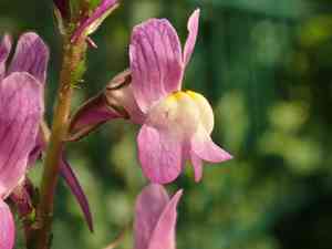 Moroccan toadflax(Linaria maroccana)