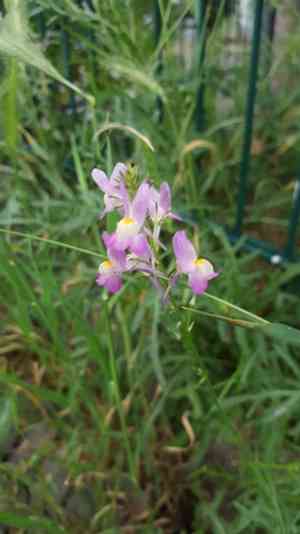 Moroccan toadflax(Linaria maroccana)