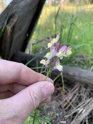 Moroccan toadflax(Linaria maroccana)
