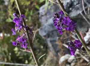 Purple toadflax(Linaria purpurea)