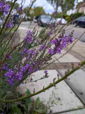 Purple toadflax(Linaria purpurea)