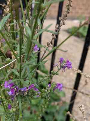 Purple toadflax(Linaria purpurea)