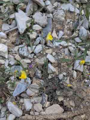 Lesser butter and eggs(Linaria supina)