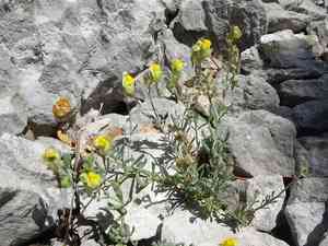 Lesser butter and eggs(Linaria supina)