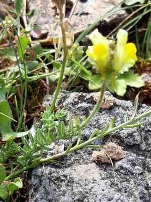 Lesser butter and eggs(Linaria supina)