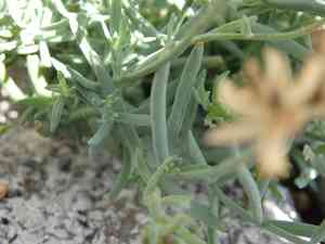 Lesser butter and eggs(Linaria supina)