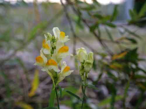 Butter-and-eggs(Linaria vulgaris)