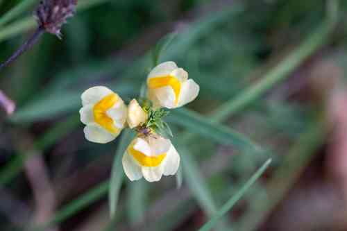 Butter-and-eggs(Linaria vulgaris)