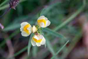 Butter-and-eggs(Linaria vulgaris)